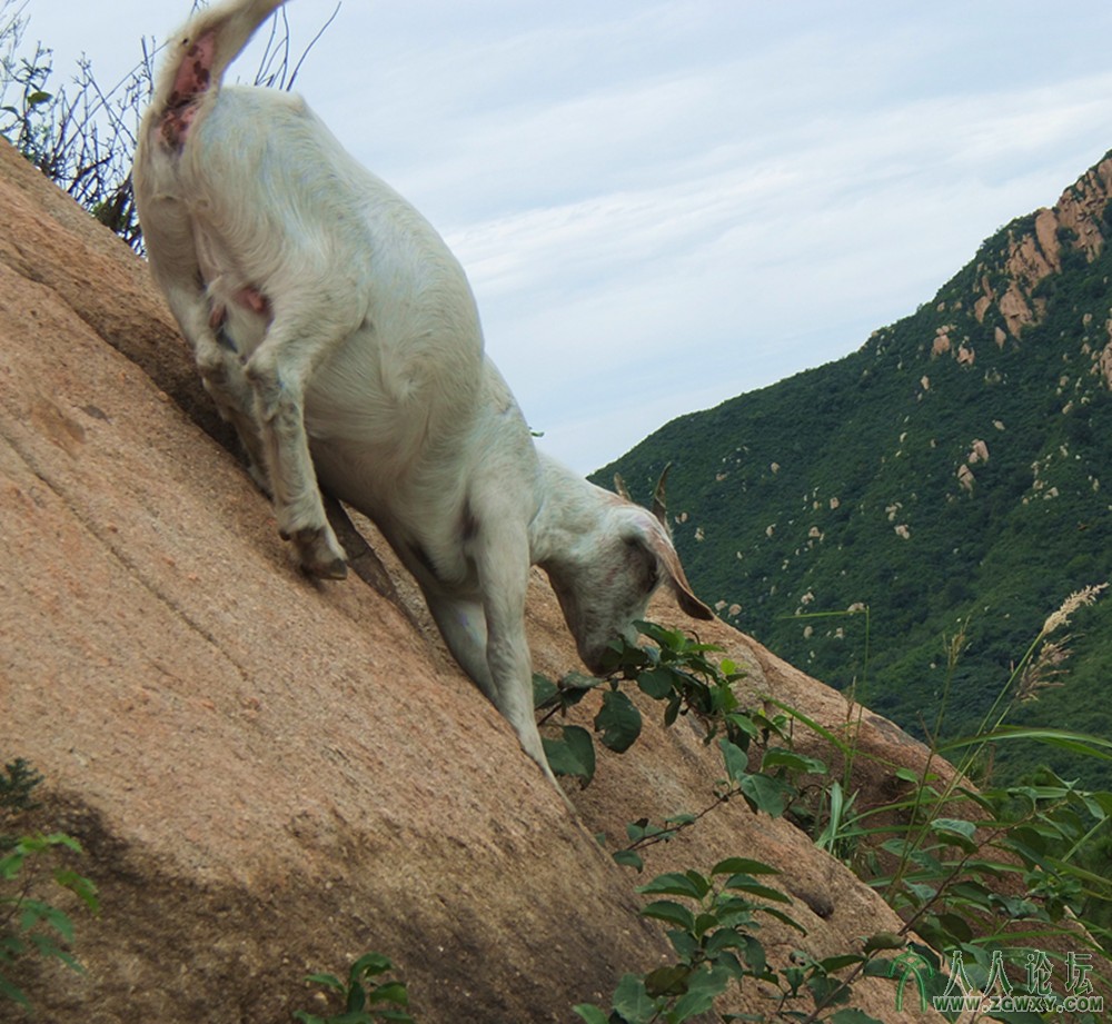 许先福摄影。山羊被狼狗逼上“梁山”。.jpg
