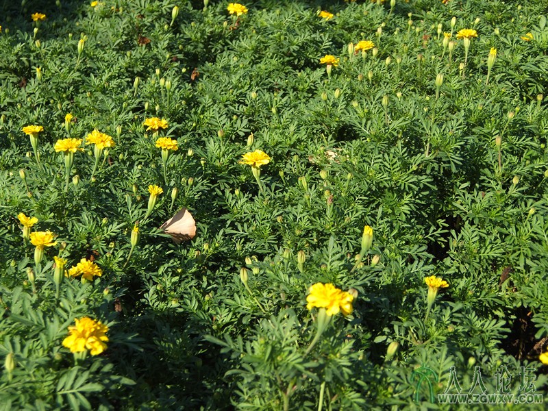 0金钱菊盛开.jpg