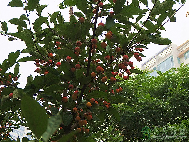 。秋果.jpg