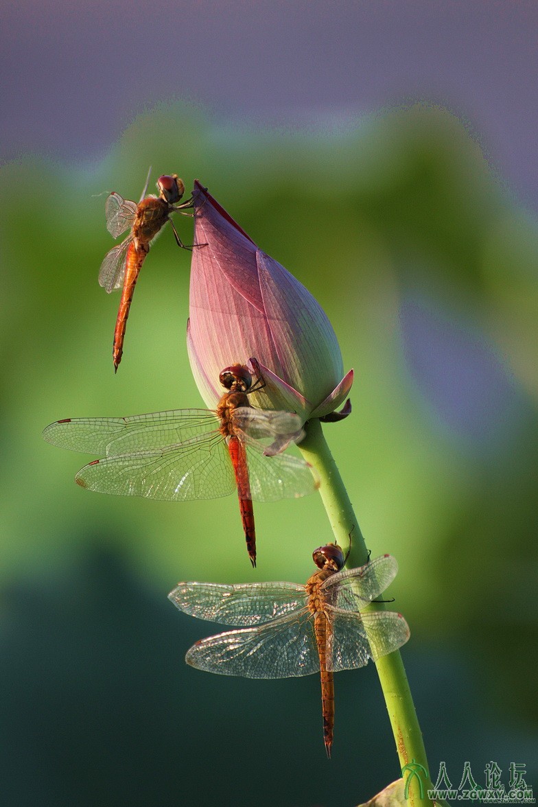 汉白玉石 小荷刚露尖尖角、早有蜻蜓立上头.jpg