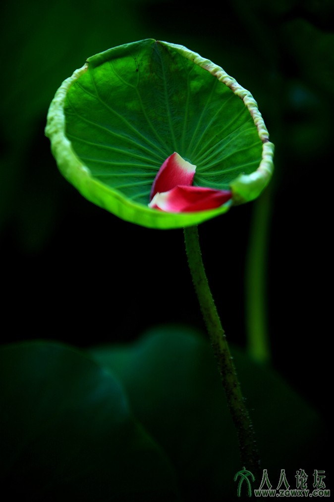 李金涛--落花（摄影：  手机18510816085 机型：佳能7D拍摄时间：2013_716）.JPG