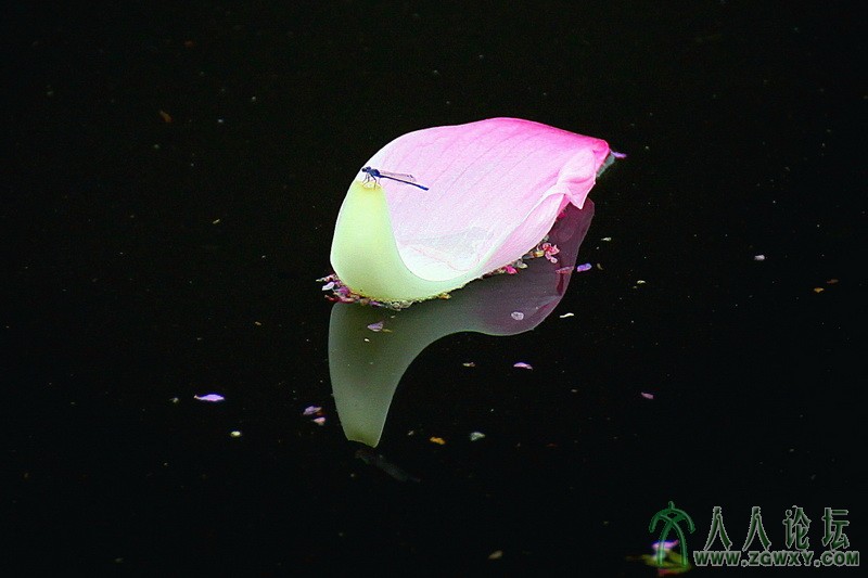 一叶舟 张玉兰 fsldyl@126.com.jpg