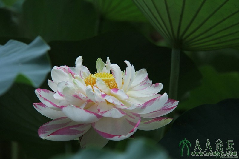 出水芙蓉  i摄影新人 147642421.jpg