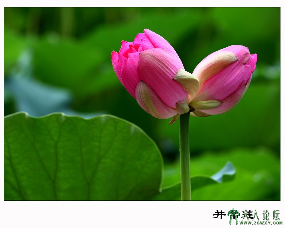 su1365 ——并蒂莲.jpg
