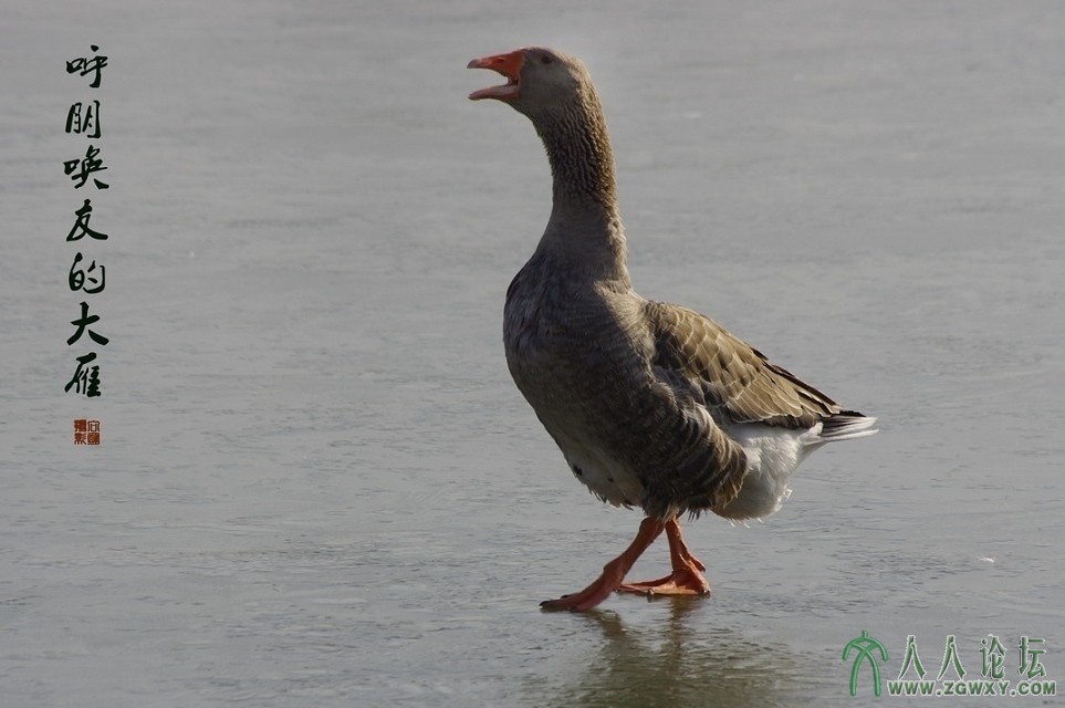 7，呼朋唤友来相聚