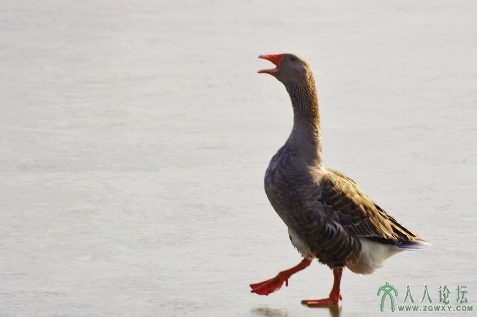 5，大声地呼唤雁群，