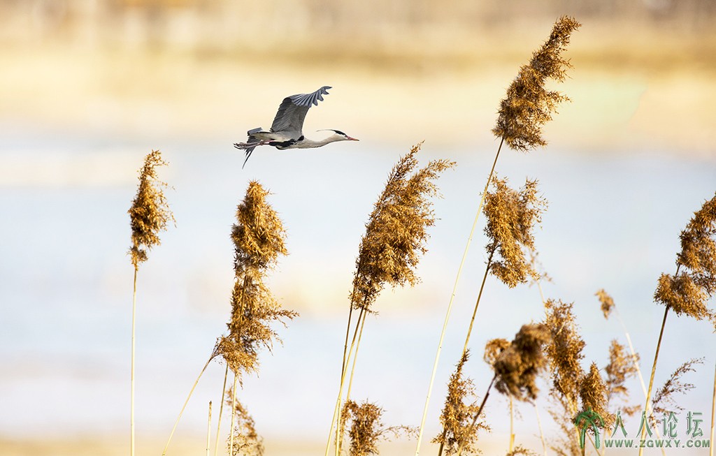 翠湖湿地 (3).jpg