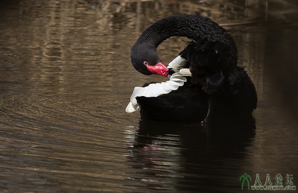 翠湖湿地 (5).jpg