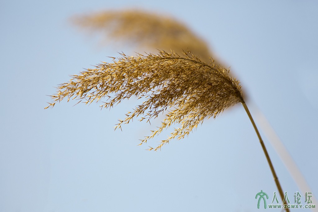 翠湖湿地 (6).jpg