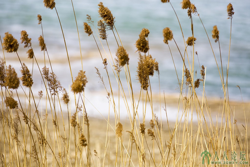 翠湖湿地 (7).jpg