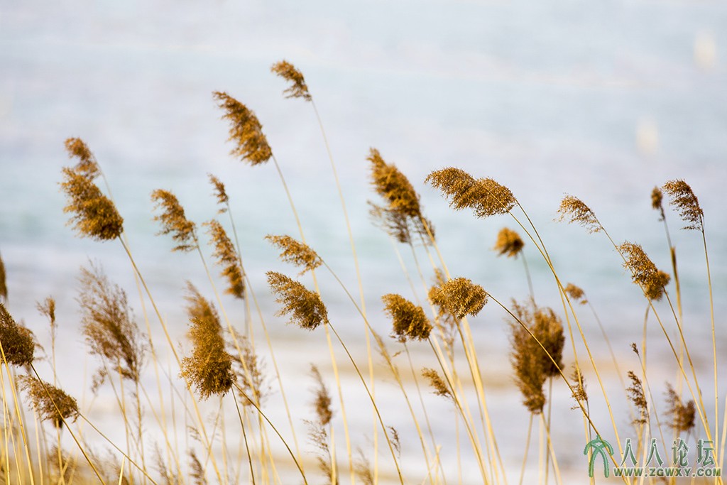 翠湖湿地 (9).jpg