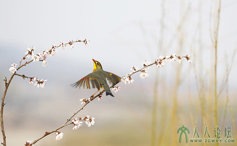 相思雀    (2).jpg