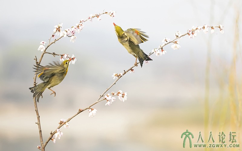 相思雀    (5).jpg