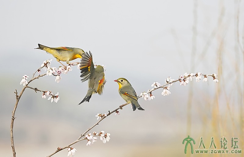 相思雀    (8).jpg