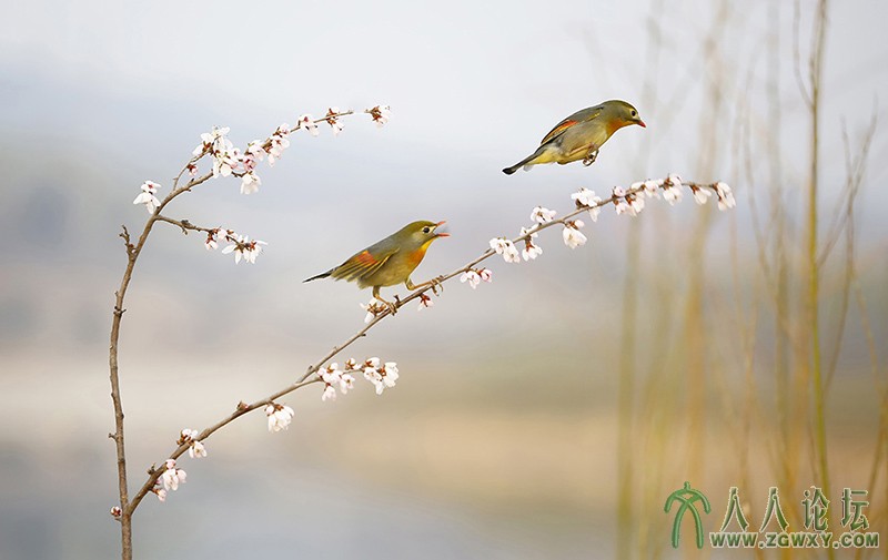 相思雀    (18).jpg