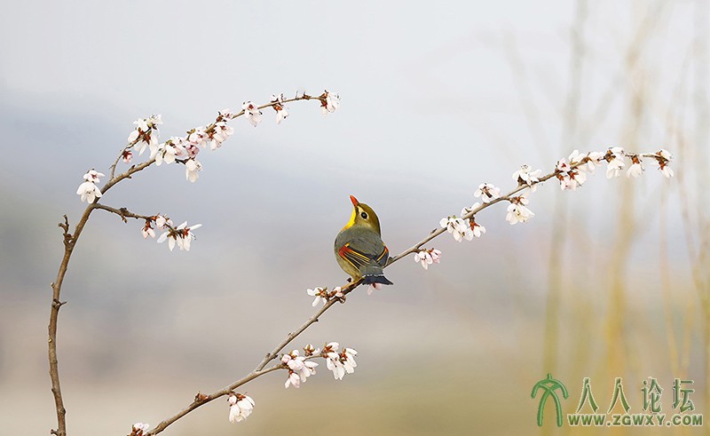 相思雀    (24).jpg