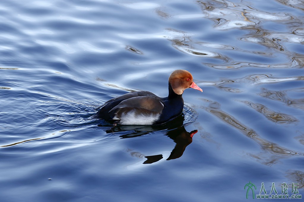 赤嘴潜鸭 (8).jpg