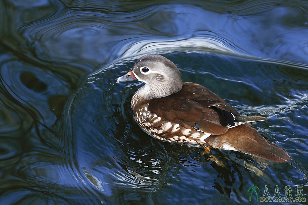 罗纹鸭2 (20).jpg