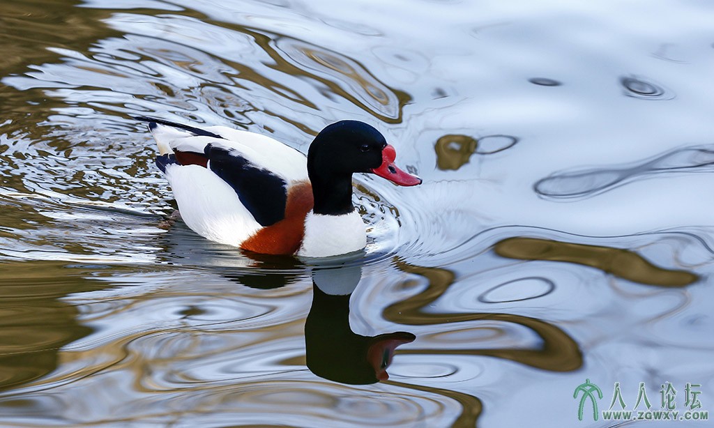 翘鼻麻鸭 (1).jpg