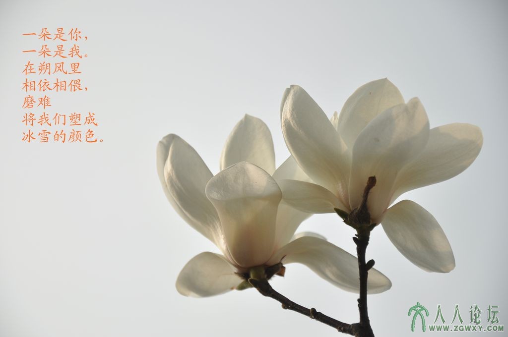 并蒂白玉兰.jpg