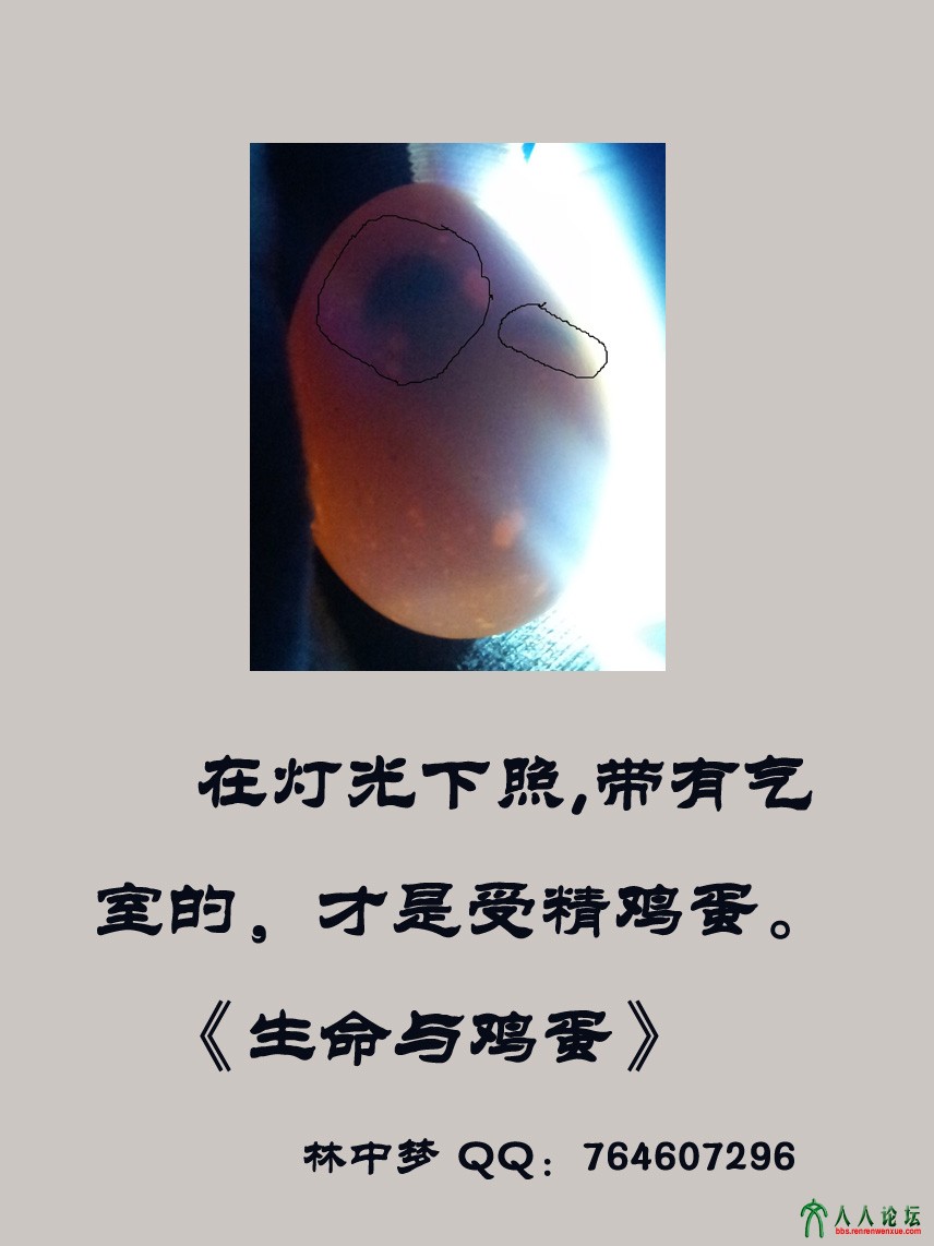 生命与鸡蛋系列20150615.jpg