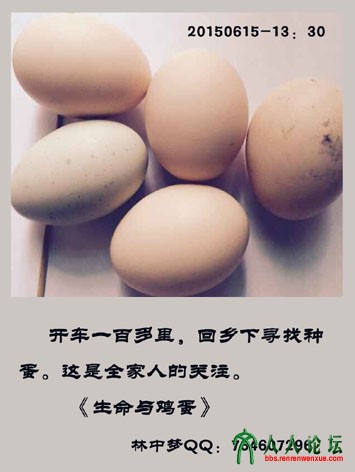 生命与鸡蛋系列20150615-3-5.jpg