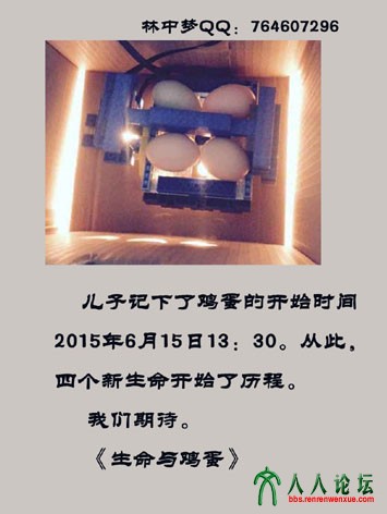 生命与鸡蛋系列20150615-4-5.jpg