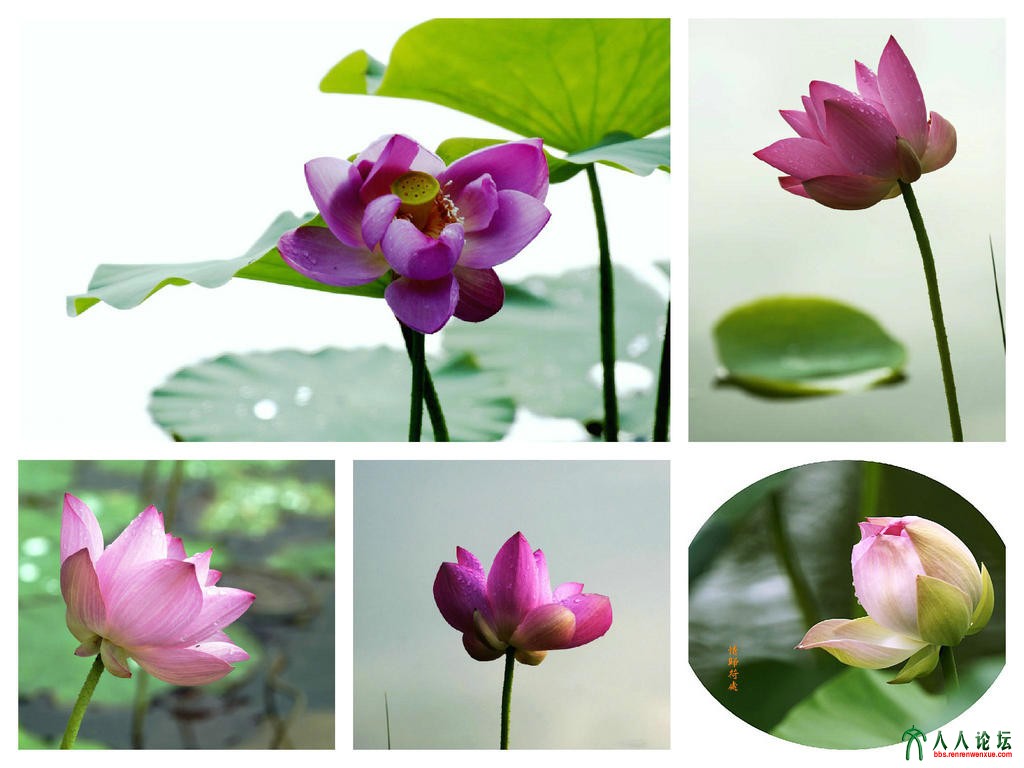 荷。组图2.jpg
