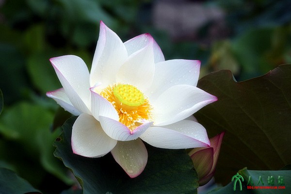 10.天香国色.摄影.李碧.jpg