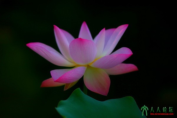 18.荷尖上的芭蕾.摄影.李碧.jpg