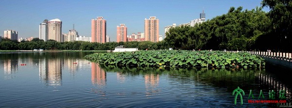 mingfei——莲池韵影.jpg