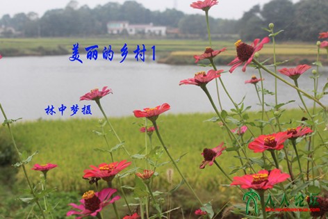美丽的乡村1-1.jpg