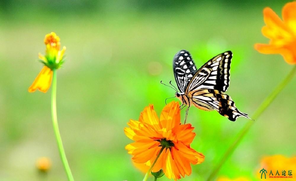 2015年蓮花池拍摄。