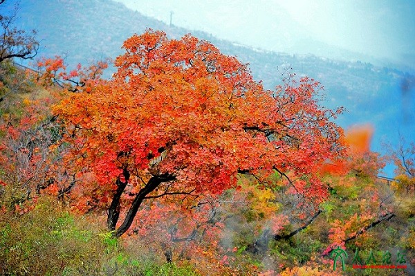 香山红叶颜色正浓时。