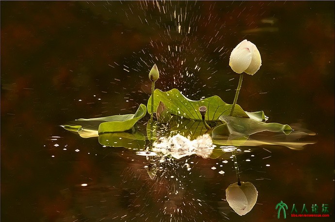 莲花池刘兆菲2 莲池荷韵.jpg