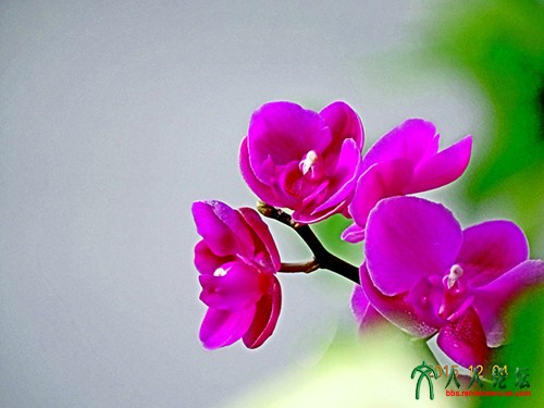 蝴蝶兰4