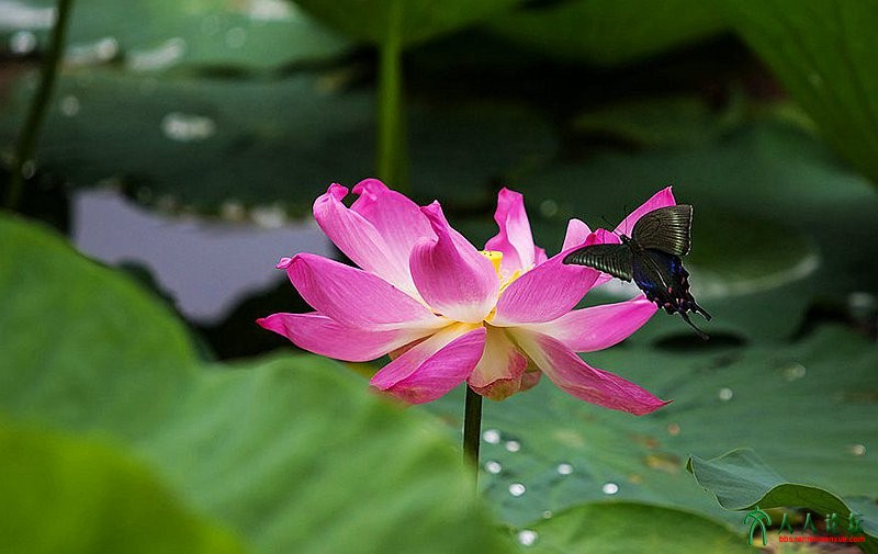_MG_0181_蝶恋花.jpg