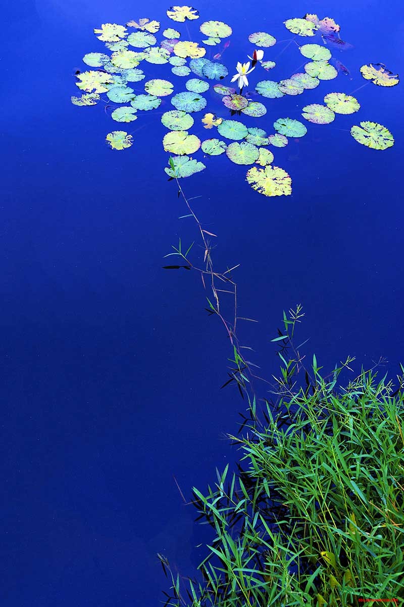 荷塘秋色 (5).jpg