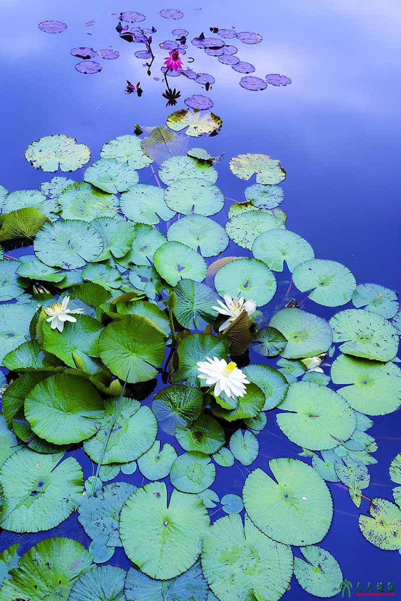 荷塘秋色 (7).jpg