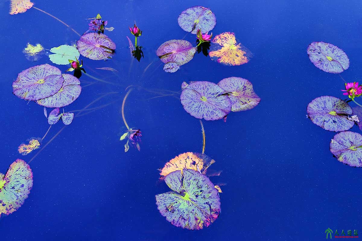 荷塘秋色 (9).jpg