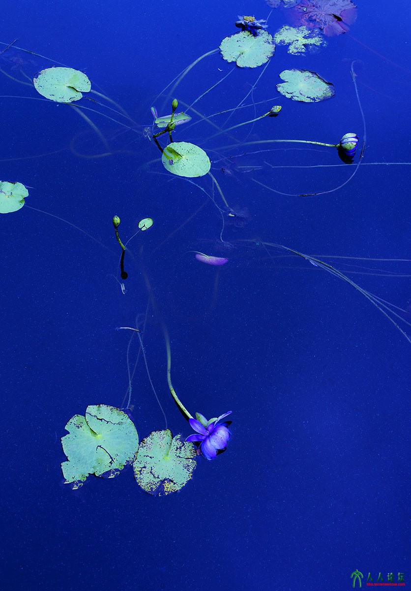 荷塘秋色 (16).jpg