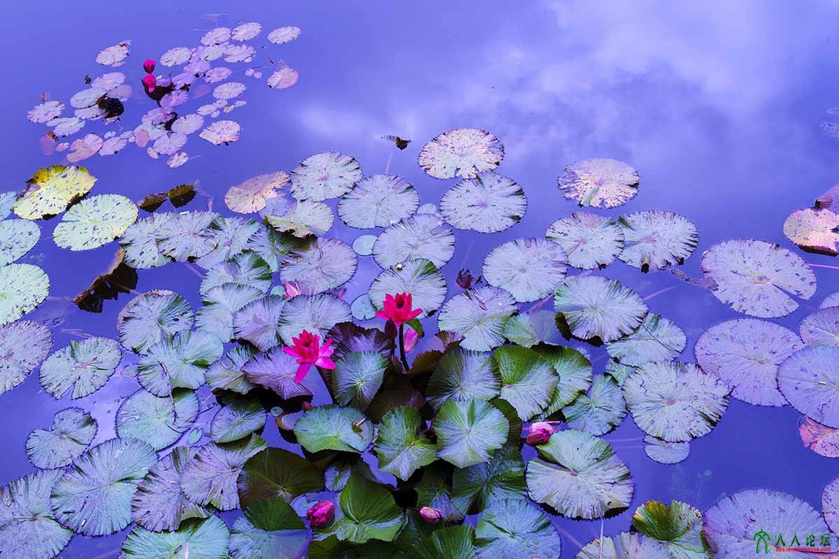 荷塘秋色 (21).jpg