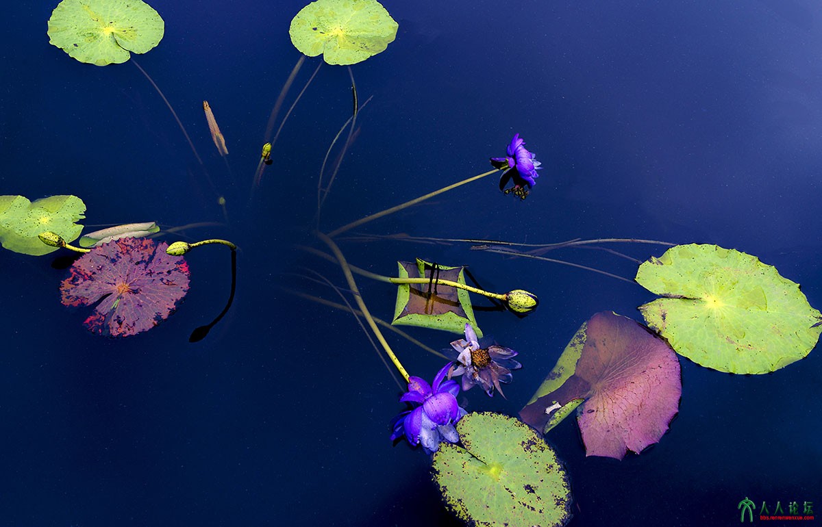 荷塘秋色 (27).jpg