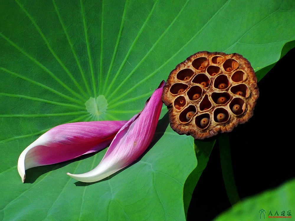 DSC06295_conew2.JPG
