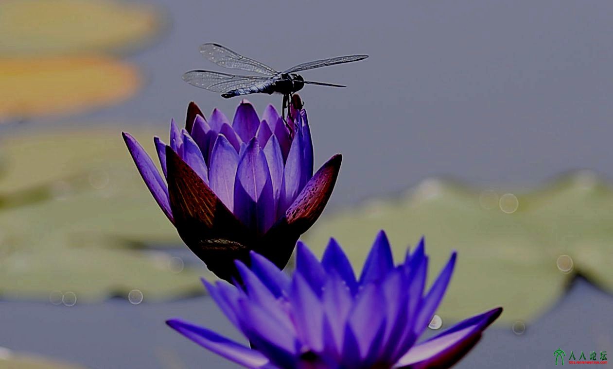 莲韵1-小小蜻蜓立上头