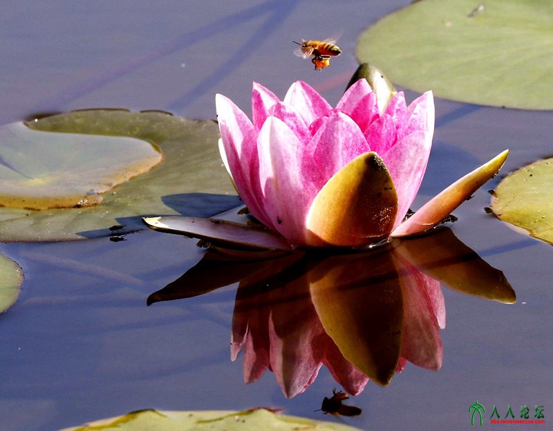 莲韵4-小小蜜蜂采蜜忙