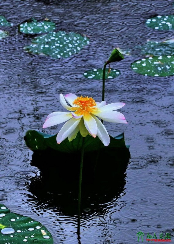 rw044.jpg