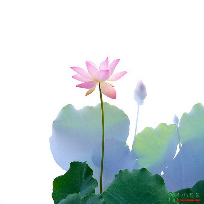 _DSC1852 原图_副本投稿清风莲韵.jpg