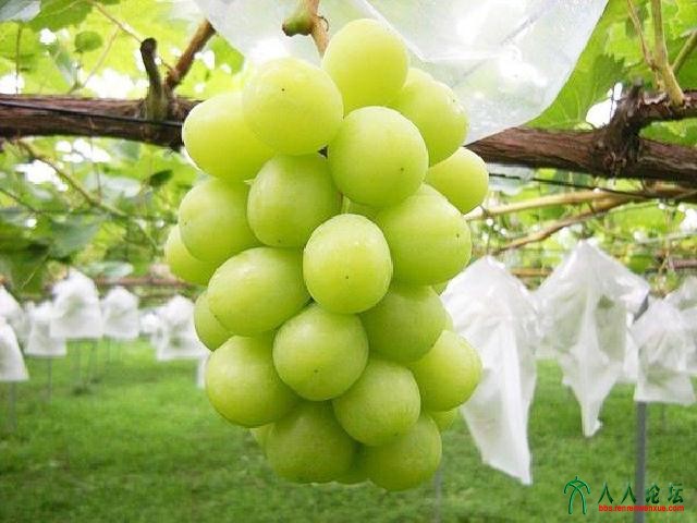 玉玲珑庄园的胜利